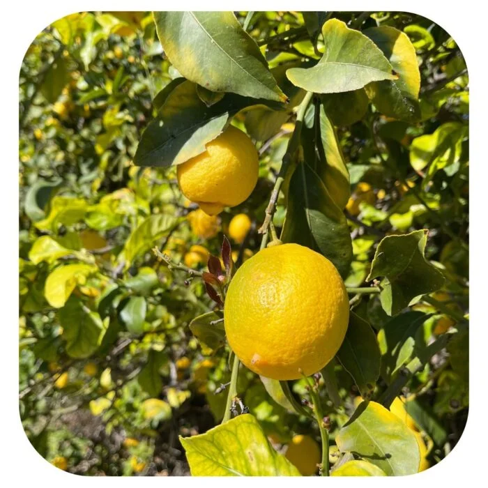 limone femminello dell'etna