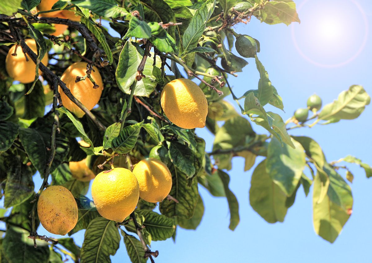 proprietà del limone