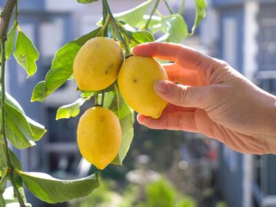 concimazione naturale limone